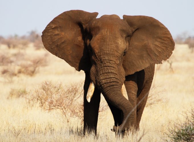 Wallpaper Elephant, Kruger National Park, Africa, wildlife, Animals 8748917554